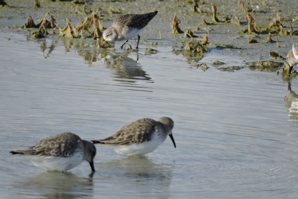 Piovanello pancianera (Calidris alpina) ? S !