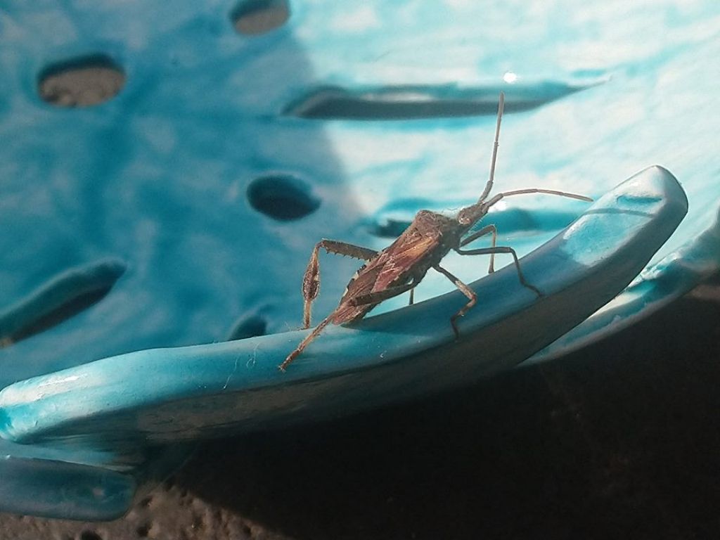 Ultima di quest''anno:  Leptoglossus occidentalis  (Coreidae)