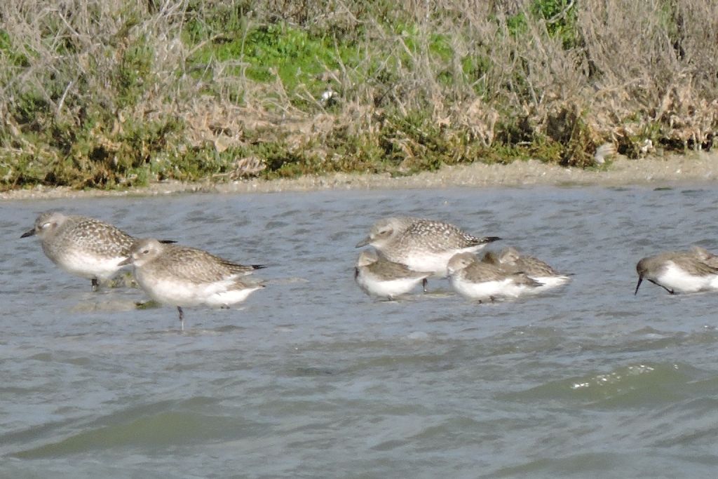 Pivieresse (Pluvialis squatarola) e Piovanelli pancianera (Calidris alpina)