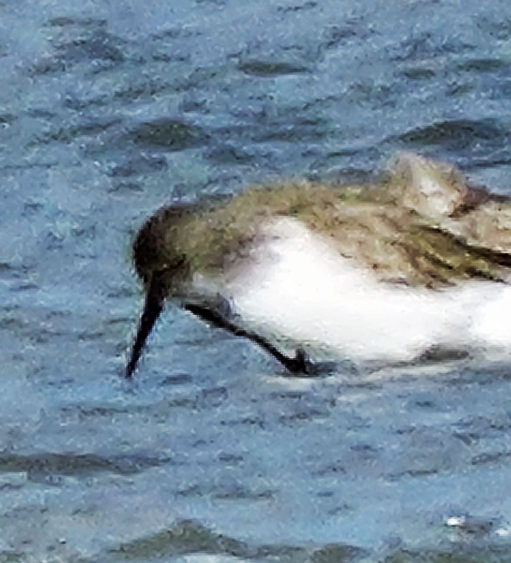 Pivieresse (Pluvialis squatarola) e Piovanelli pancianera (Calidris alpina)