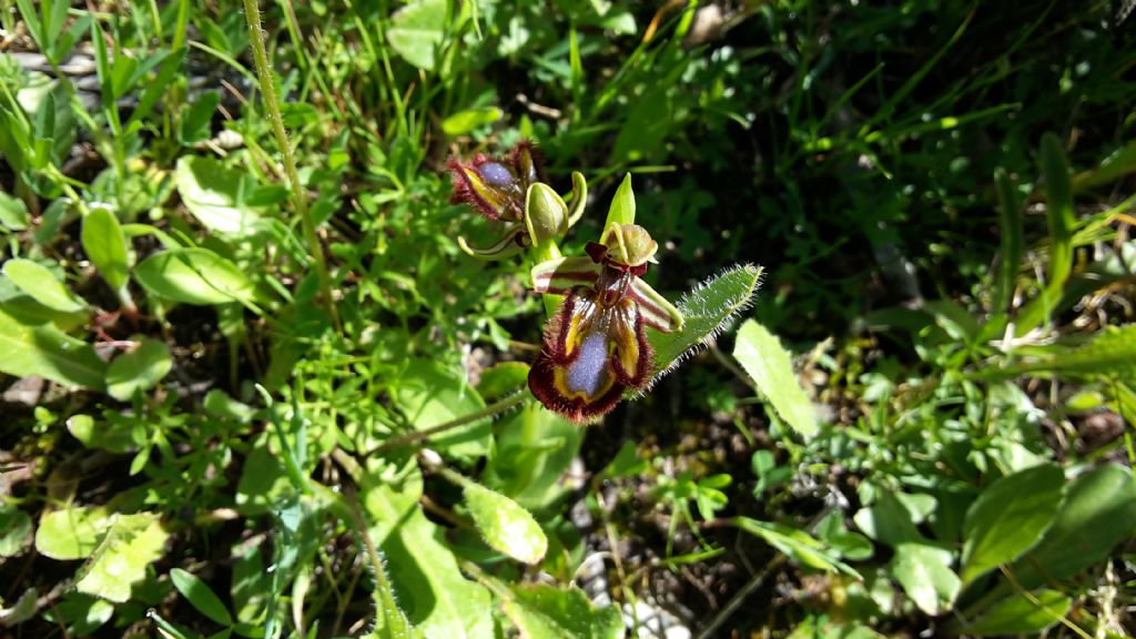 Ophrys speculum