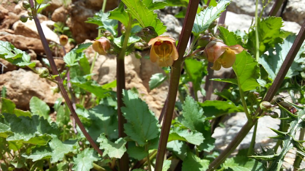 Scrophularia trifoliata / Scrofularia di Sardegna