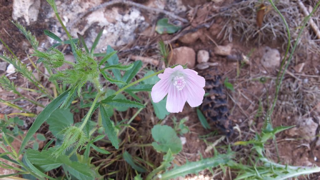 Geranium molle?   No, Althaea hirsuta (Malvaceae)