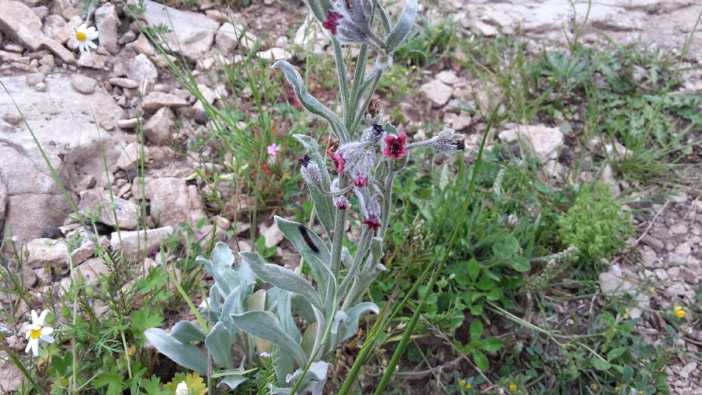 Cynoglossum officinale?  No, Cynoglossum sp. (cfr. C. barbaricinum)