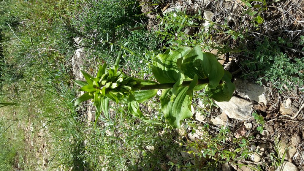 Orchis ?  No, Epipactis helleborine