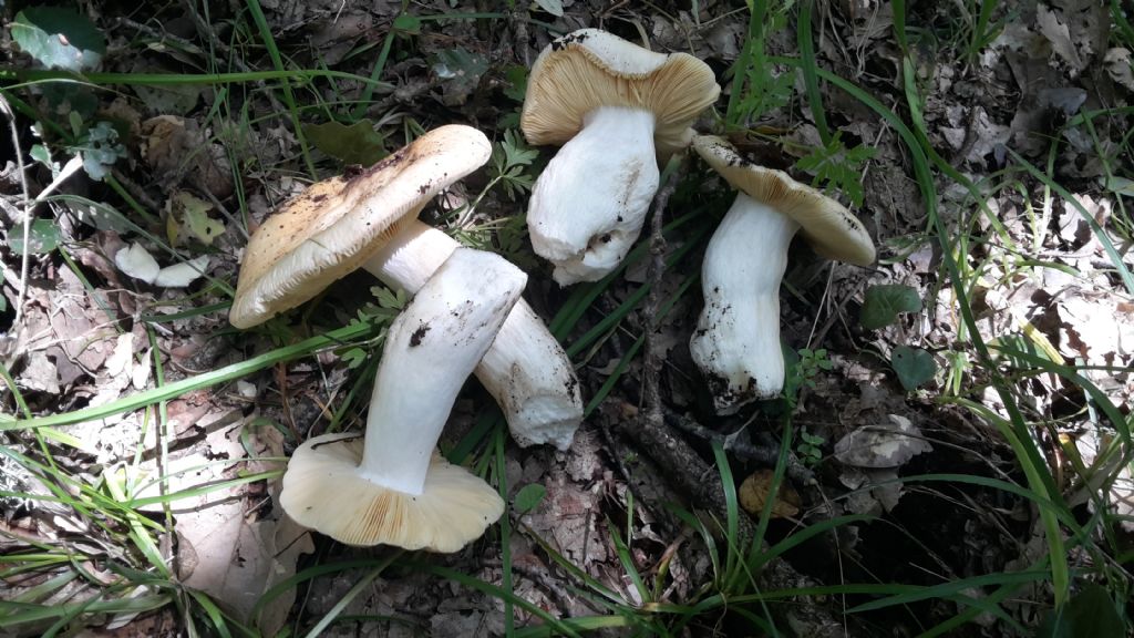 Russula rubroalba?