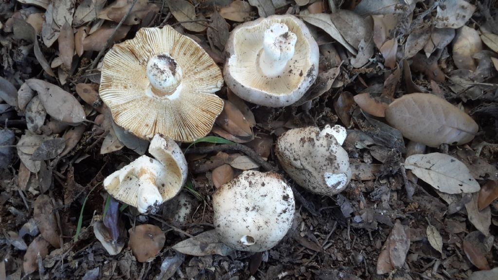 Che russula?