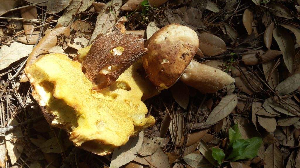 Boletus aereus o aestivalis?