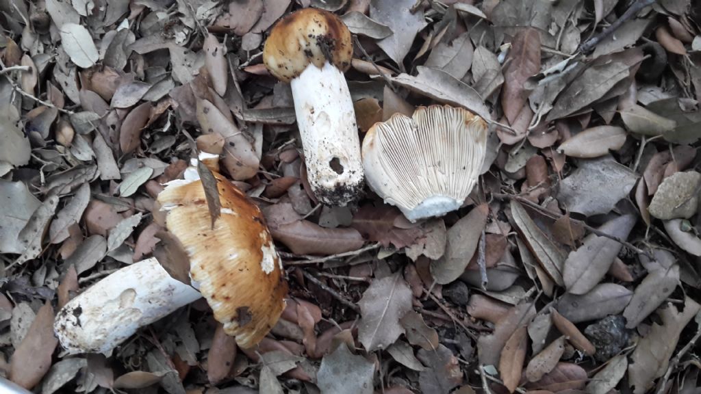 Russula virescens