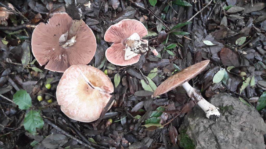 Agaricus porphyrizon?