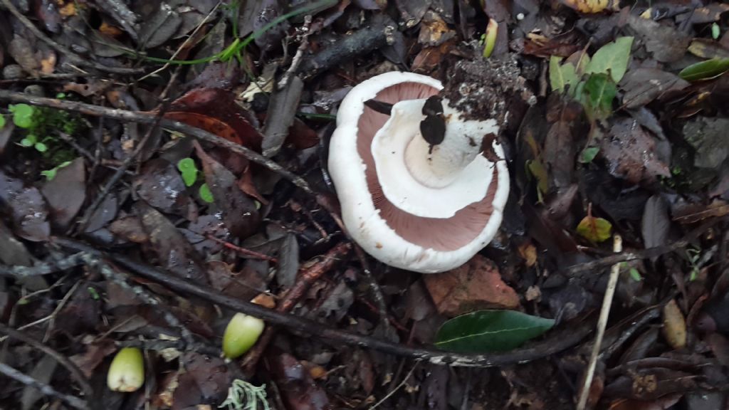 Agaricus silvicola?