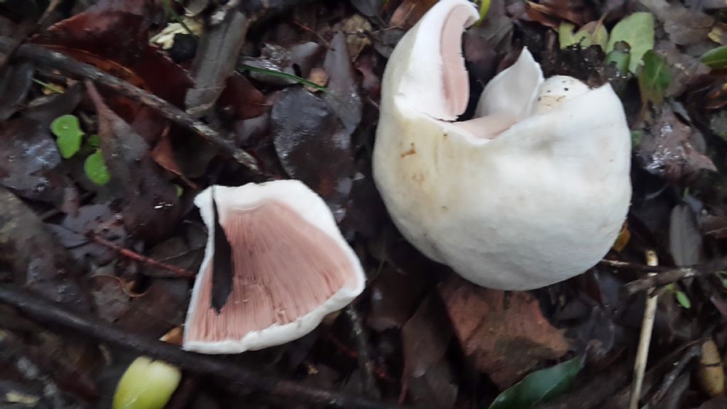 Agaricus silvicola?