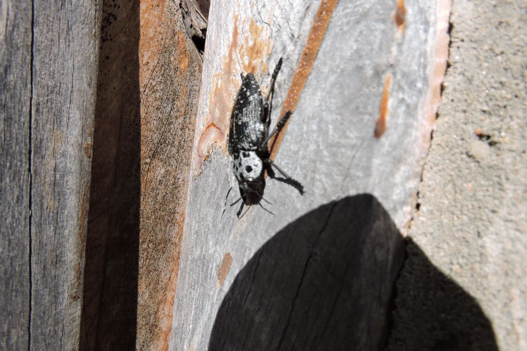 che insetto? Capnodis cariosa, Buprestidae