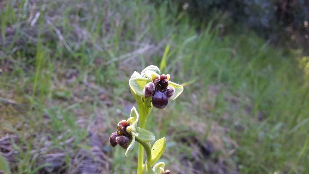 Ophrys bombyliflora