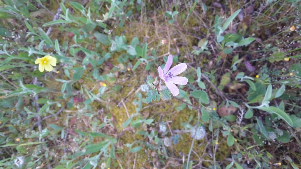Fiore lilla - Erodium cfr. malacoides