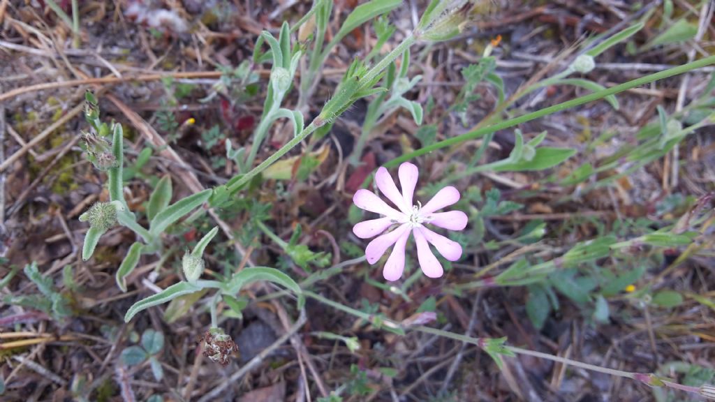 Silene?  S, Silene sp.