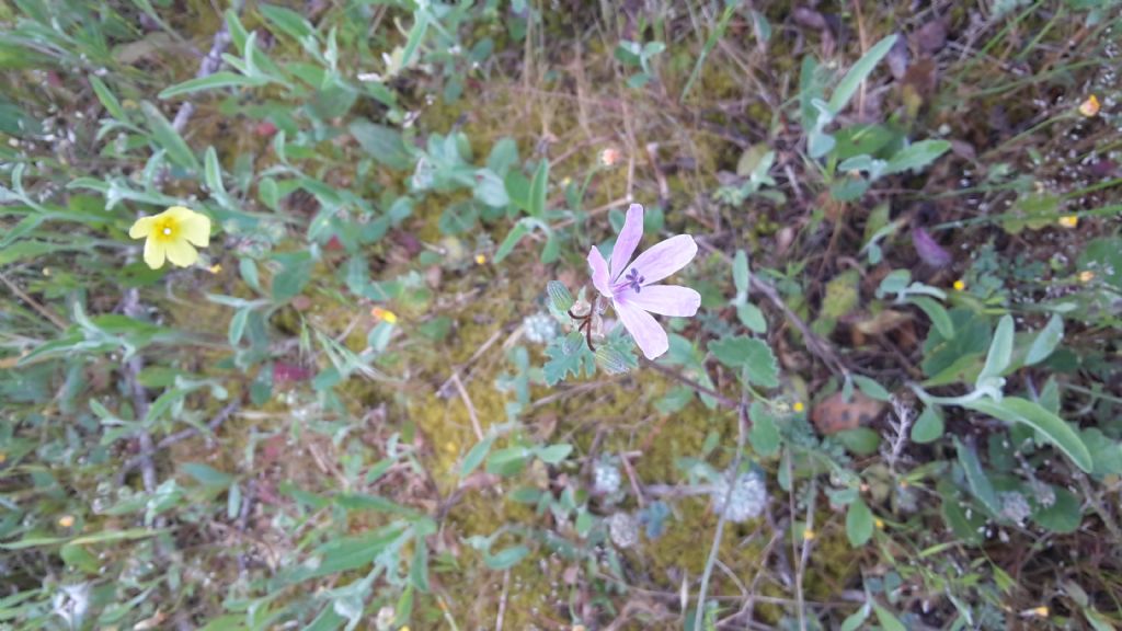 Tuberaria guttata