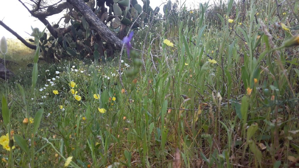 Tuberaria guttata