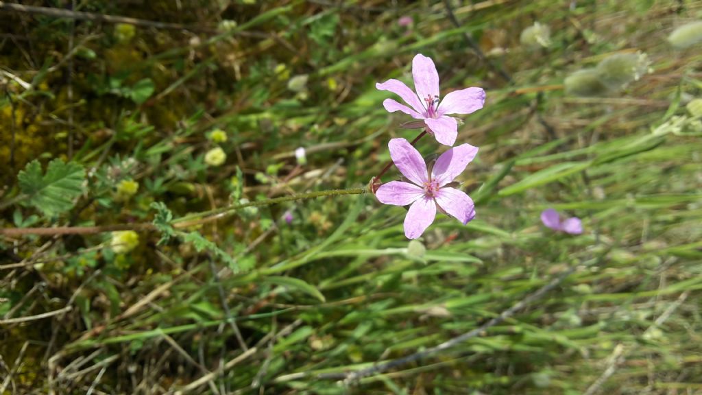 Fiore lilla - Erodium cfr. malacoides