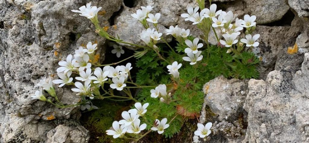 Saxifraga pedemontana subsp.cervicornis / S.sardo-corsa