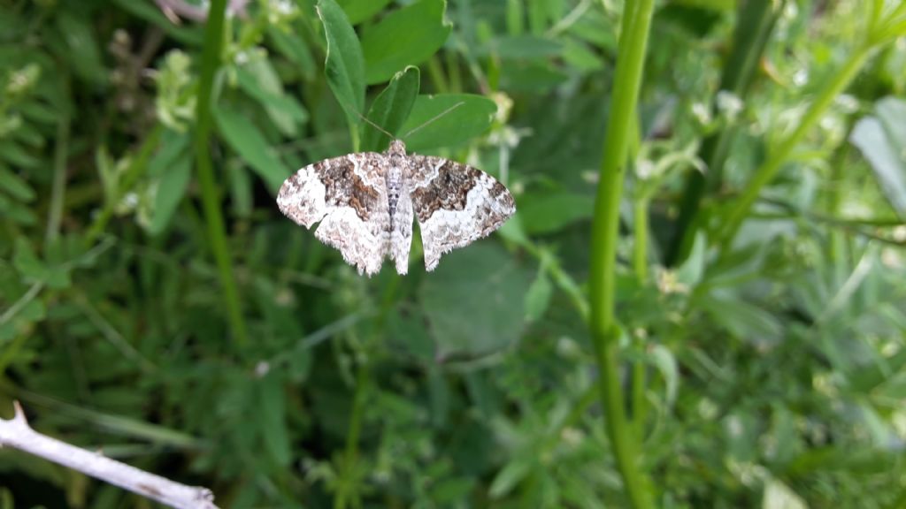 farfallina: Epirrhoe tristata (Geometridae)