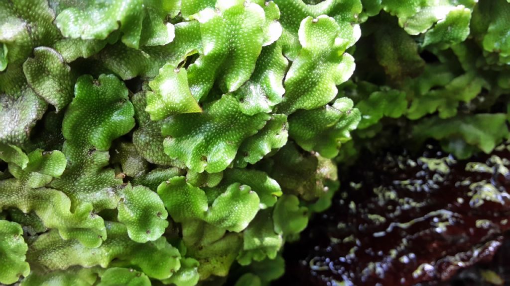 Marchantia sp.