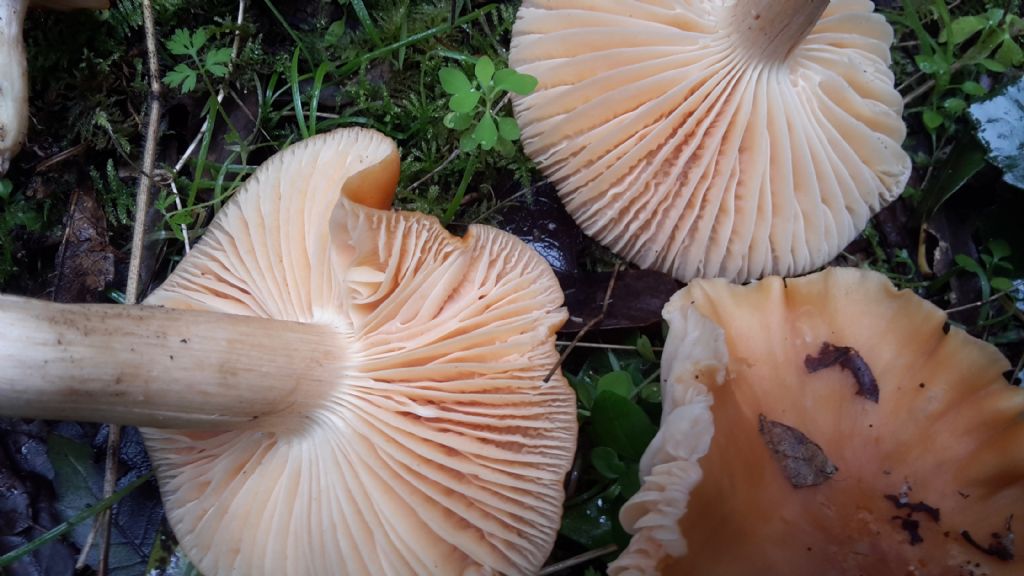 Hygrophorus campestris?