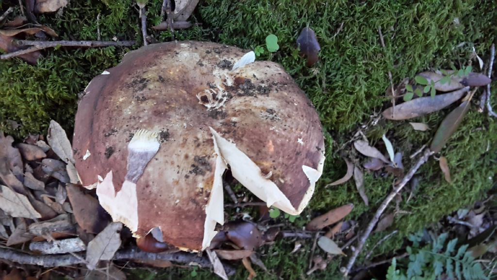 Russula olivacea?