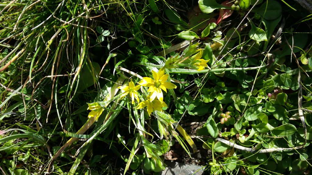 Liliacea?  S, Gagea sp.