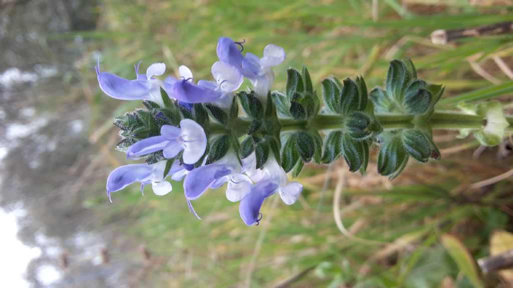 Salvia clandestina