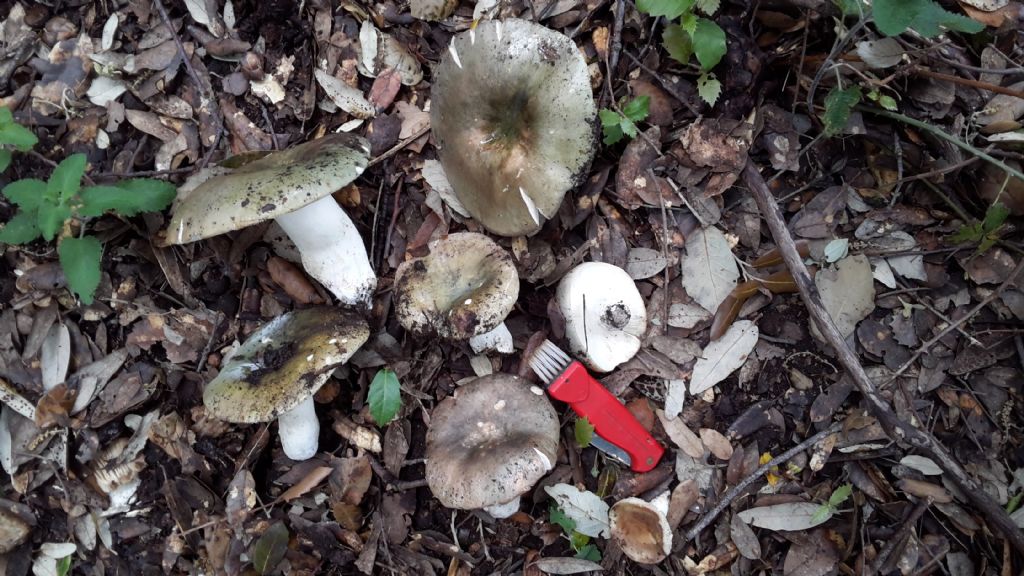 una russula interessante