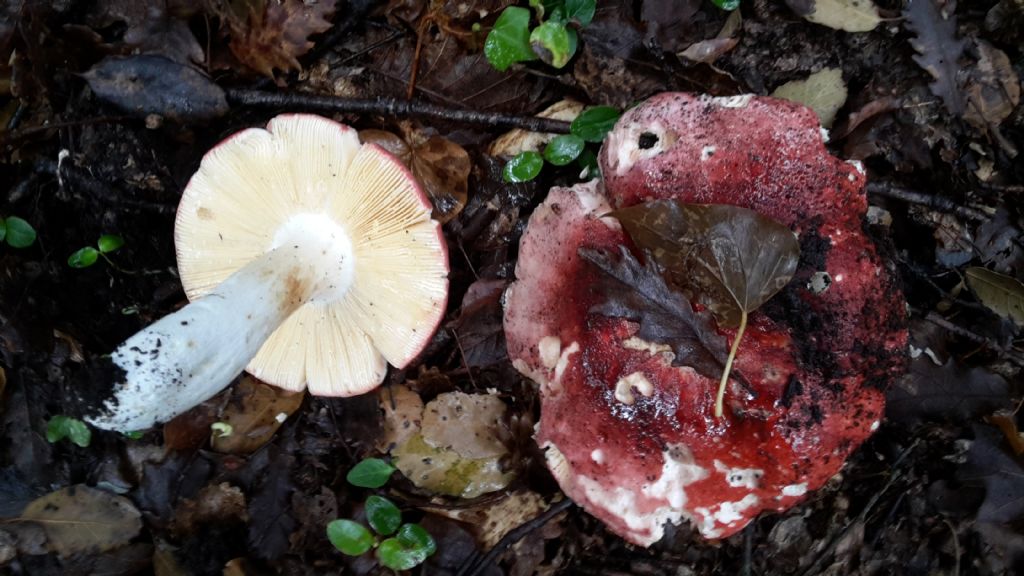 russula rubroalba?