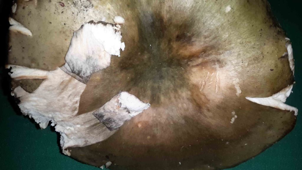 una russula interessante