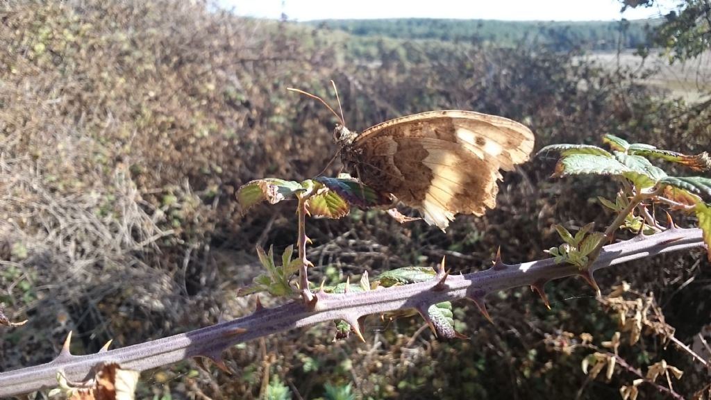 Dalla Sardegna: Hipparchia neomiris