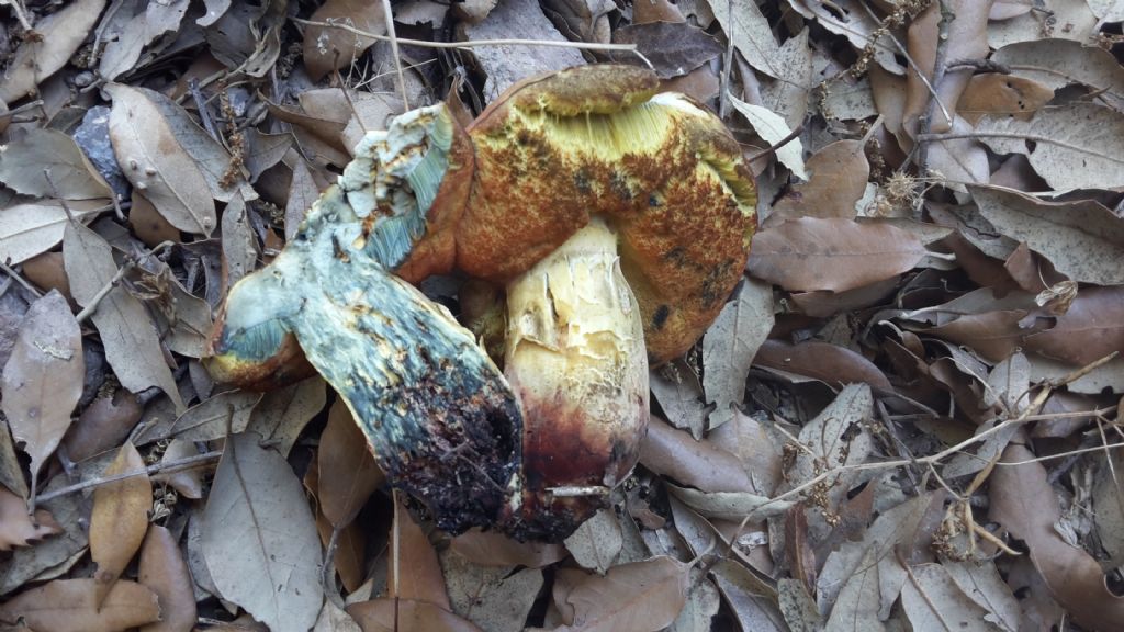 Boletus erythropus?