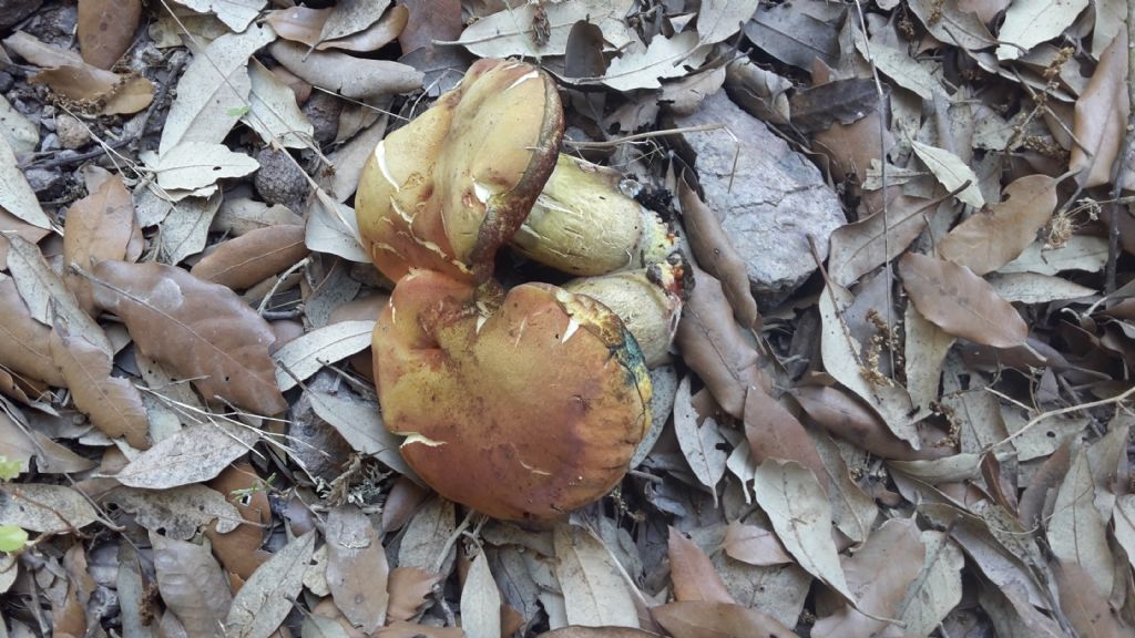 Boletus erythropus?