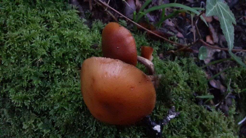 Galerina marginata?