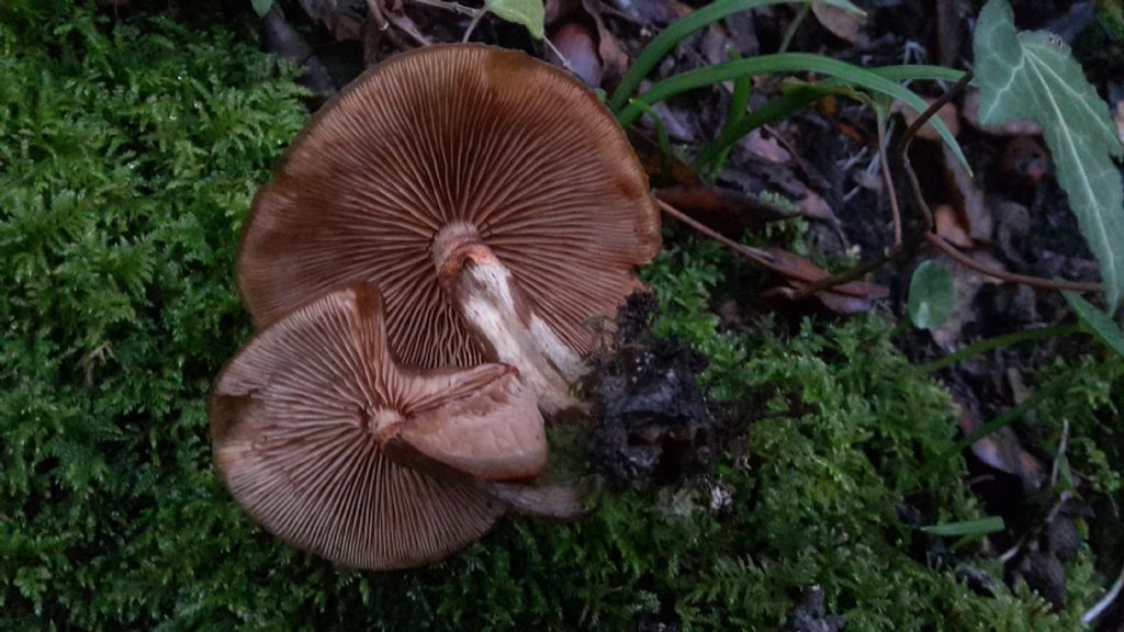 Galerina marginata?