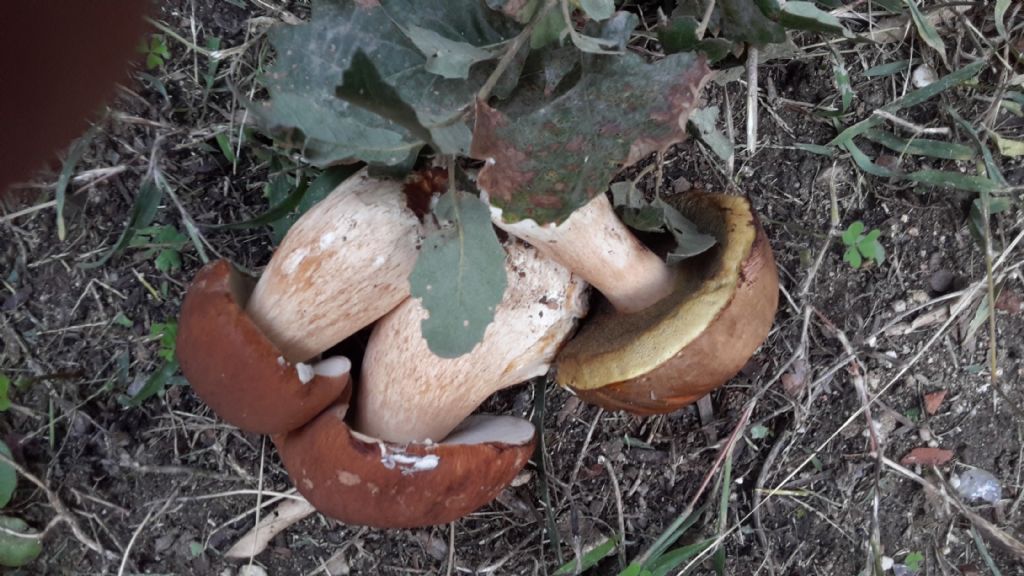 che tipo di porcini?