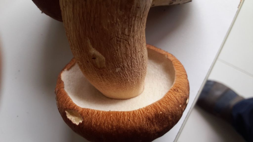 che tipo di porcini?