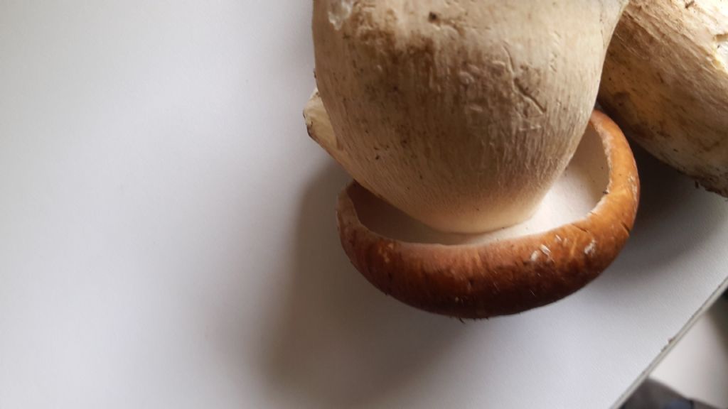 che tipo di porcini?