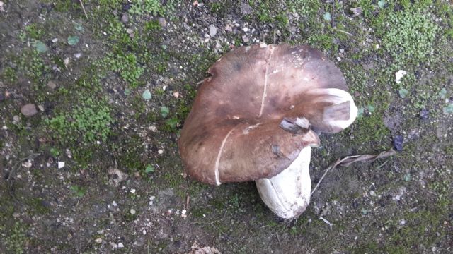 Russula ilicis o cyanoxantha?