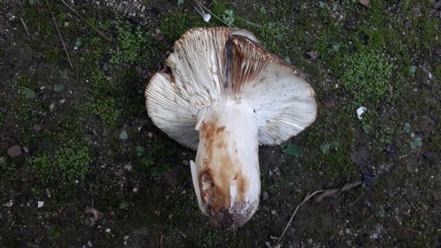 Russula ilicis o cyanoxantha?