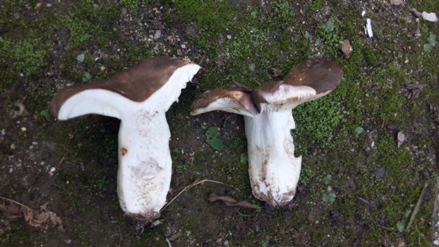 Russula ilicis o cyanoxantha?