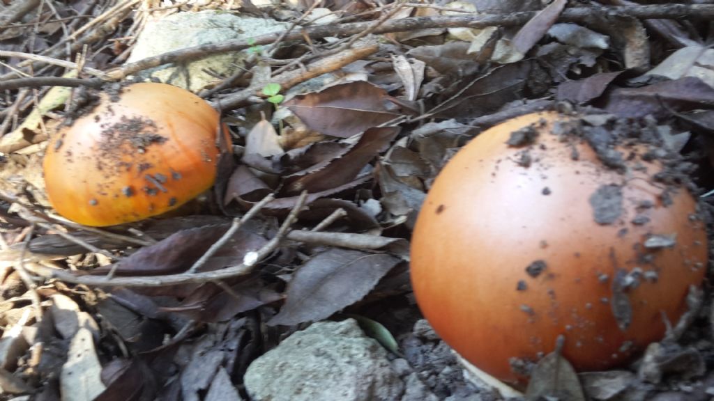 Diffusione Amanita caesarea