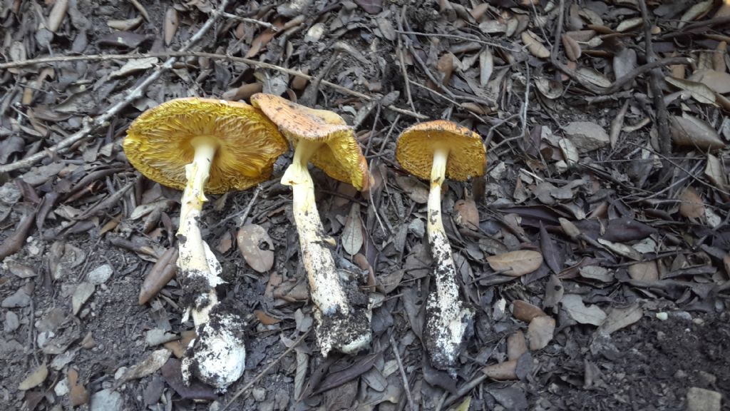 Diffusione Amanita caesarea