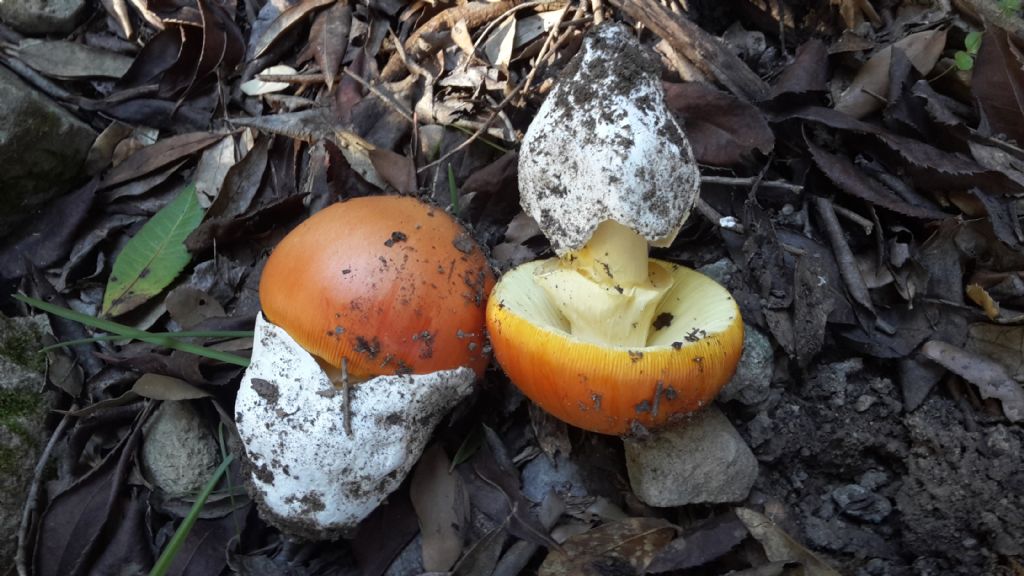 Diffusione Amanita caesarea