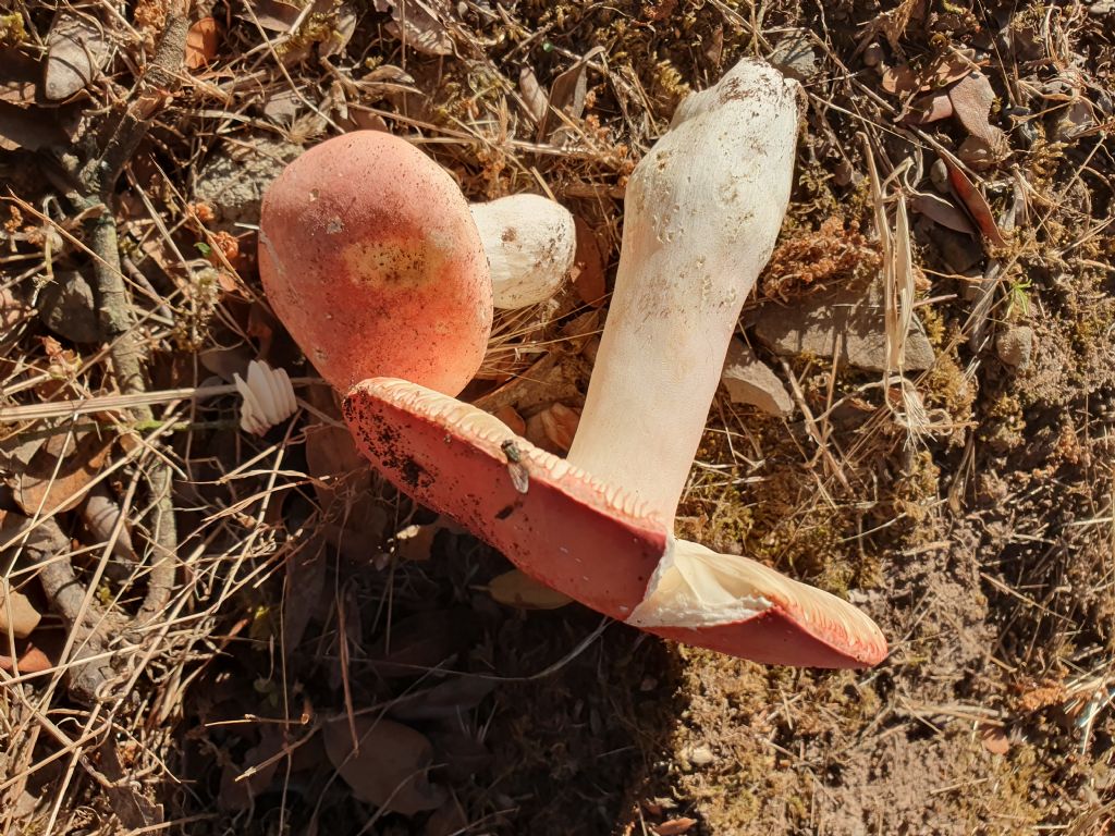 Russula vesca?