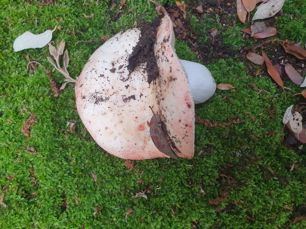 Russula da identificare