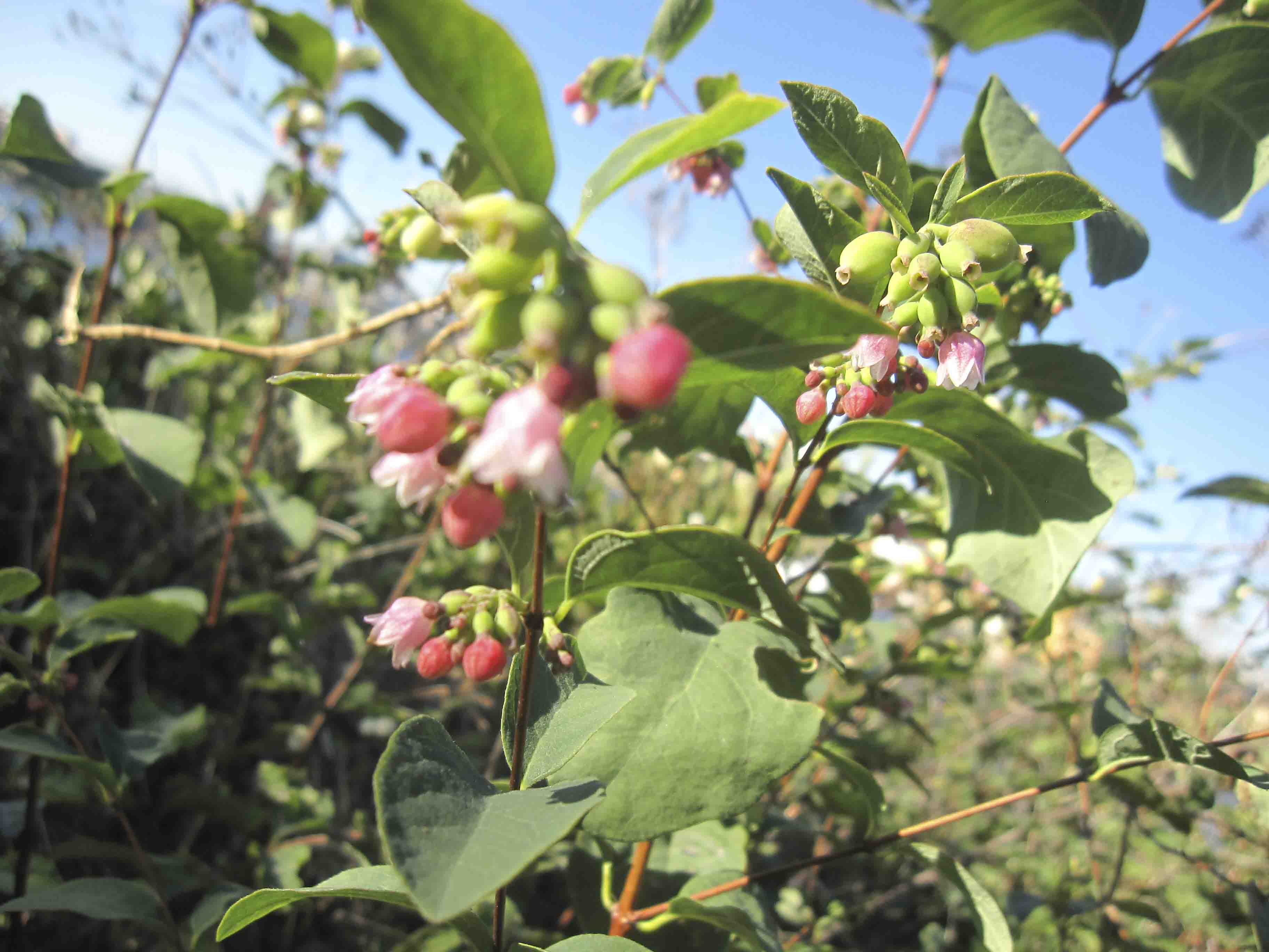 Symphoricarpos albus / Lacrime d''Italia